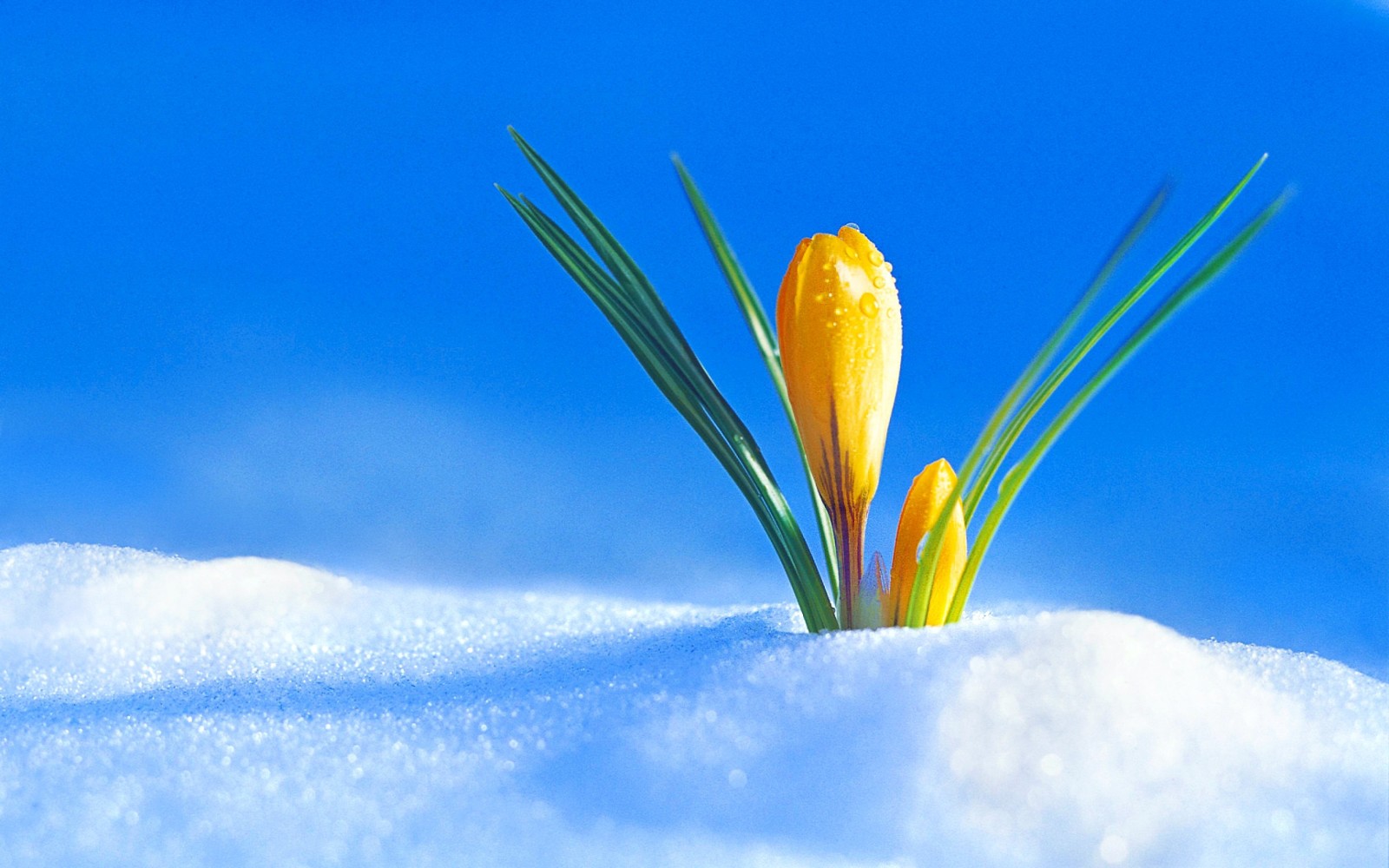 tuyết, mùa xuân, Nụ, Krokus