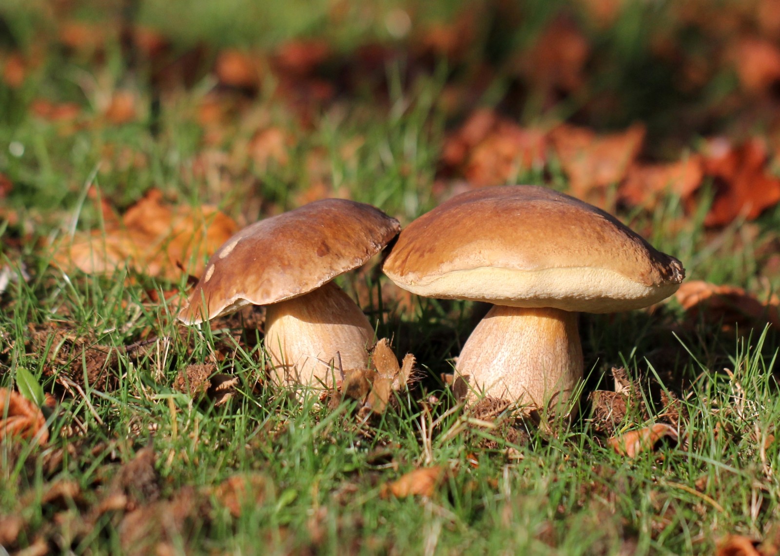 秋季, 森林, 草, 自然, 蘑菇, 白蘑菇