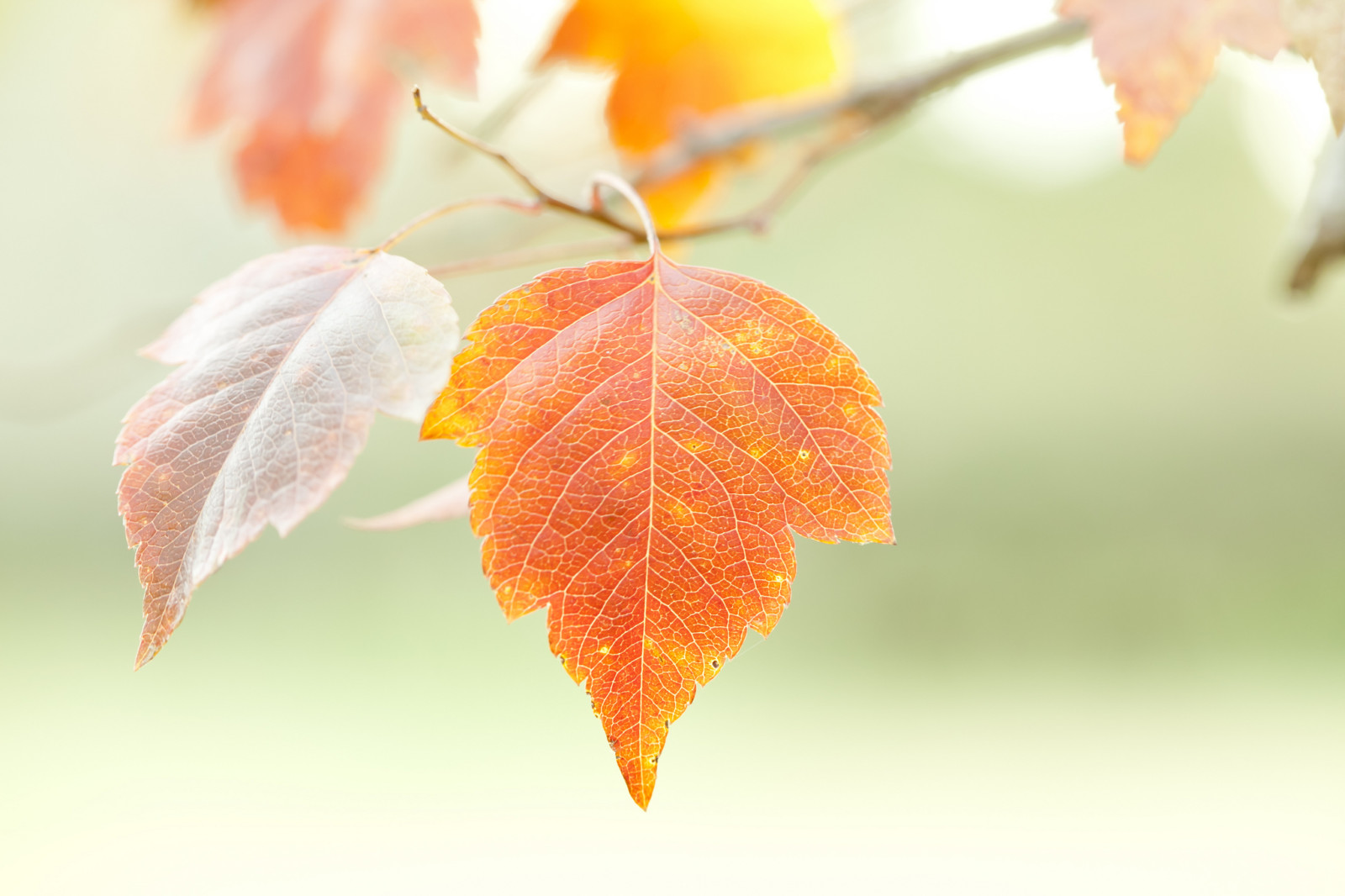 musim gugur, alam, cabang, lembar
