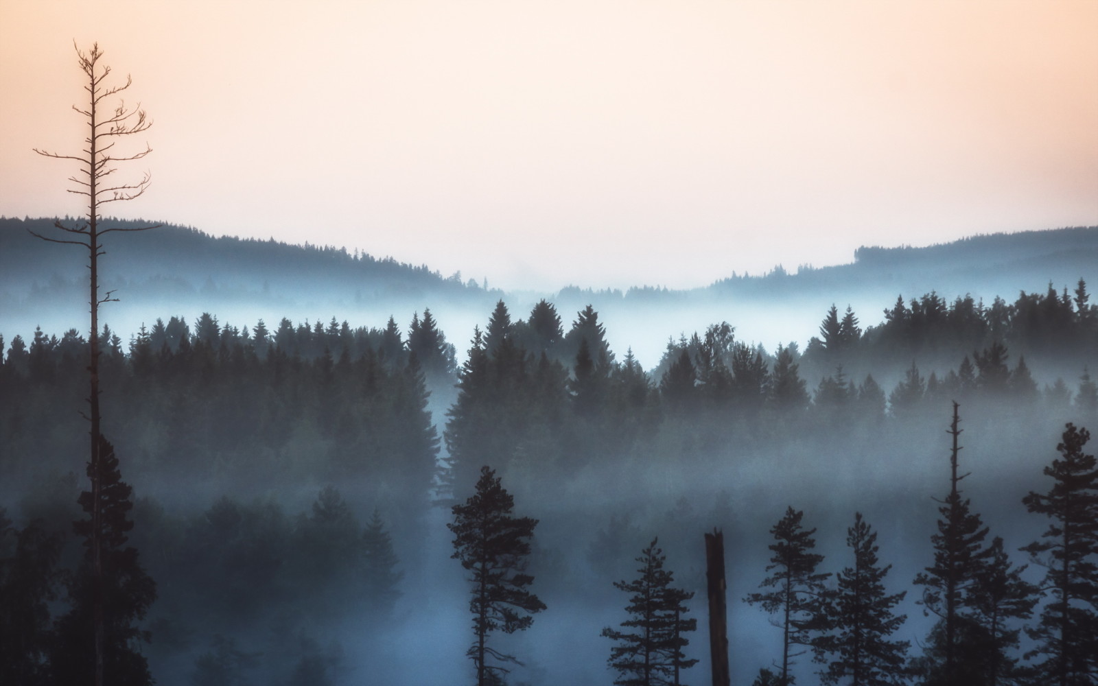 rừng, phong cảnh, buổi sáng, sương mù