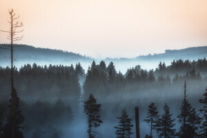 霧, 森林, 風景, 朝