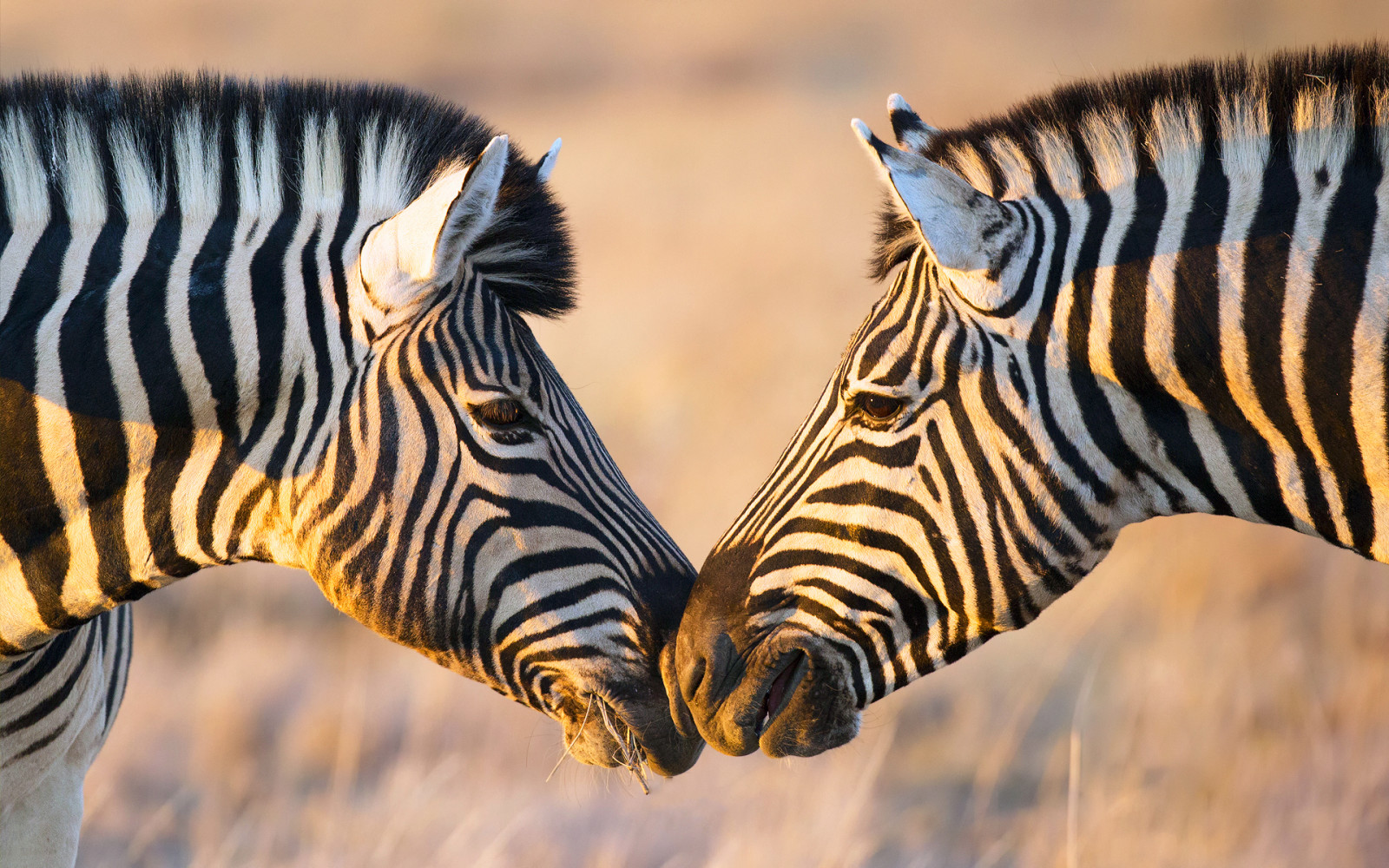 cahaya, dua, Zebra, Afrika