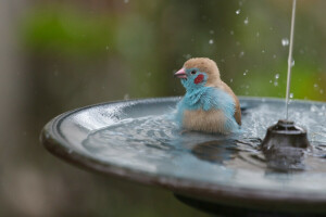 鳥, 噴水, しぶき
