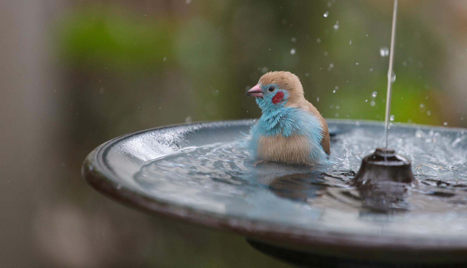 鳥, 噴水, しぶき