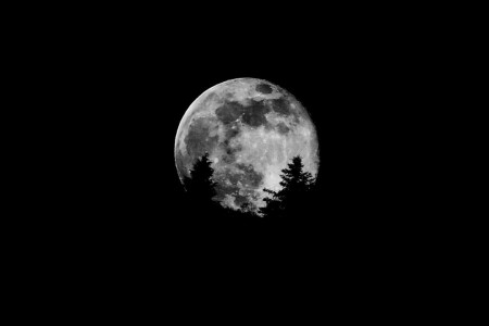 月亮, 月亮, 树木