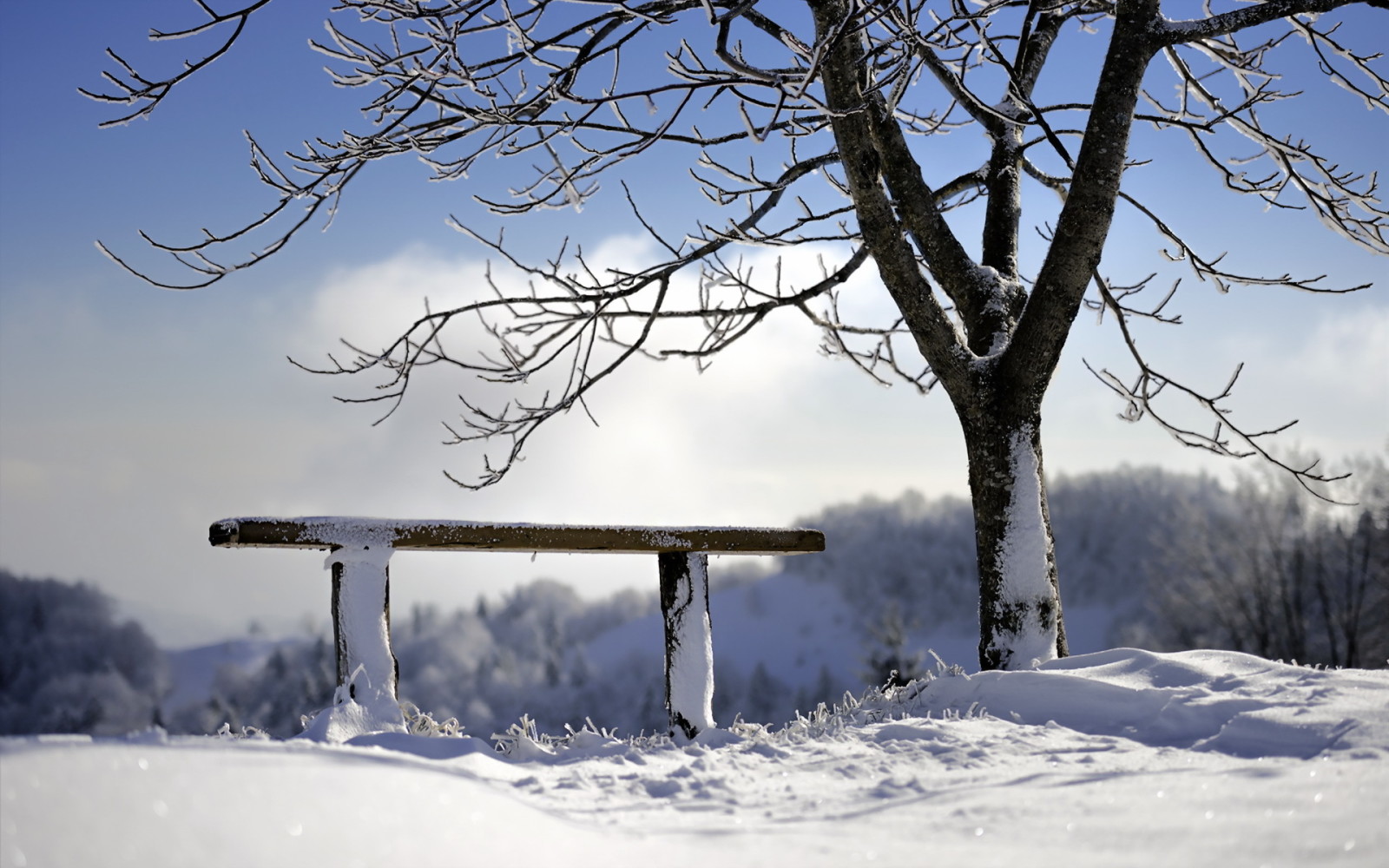 cây, mùa đông, Băng ghế