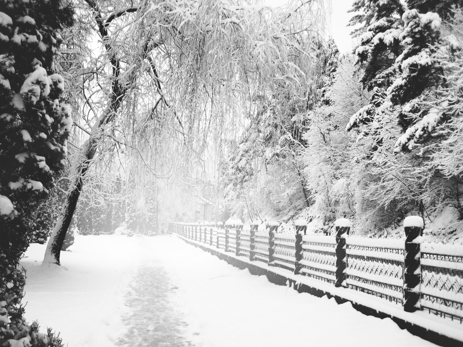 หิมะ, สวน, ฤดูหนาว, เส้นทาง, ทาง, ขาวดำ
