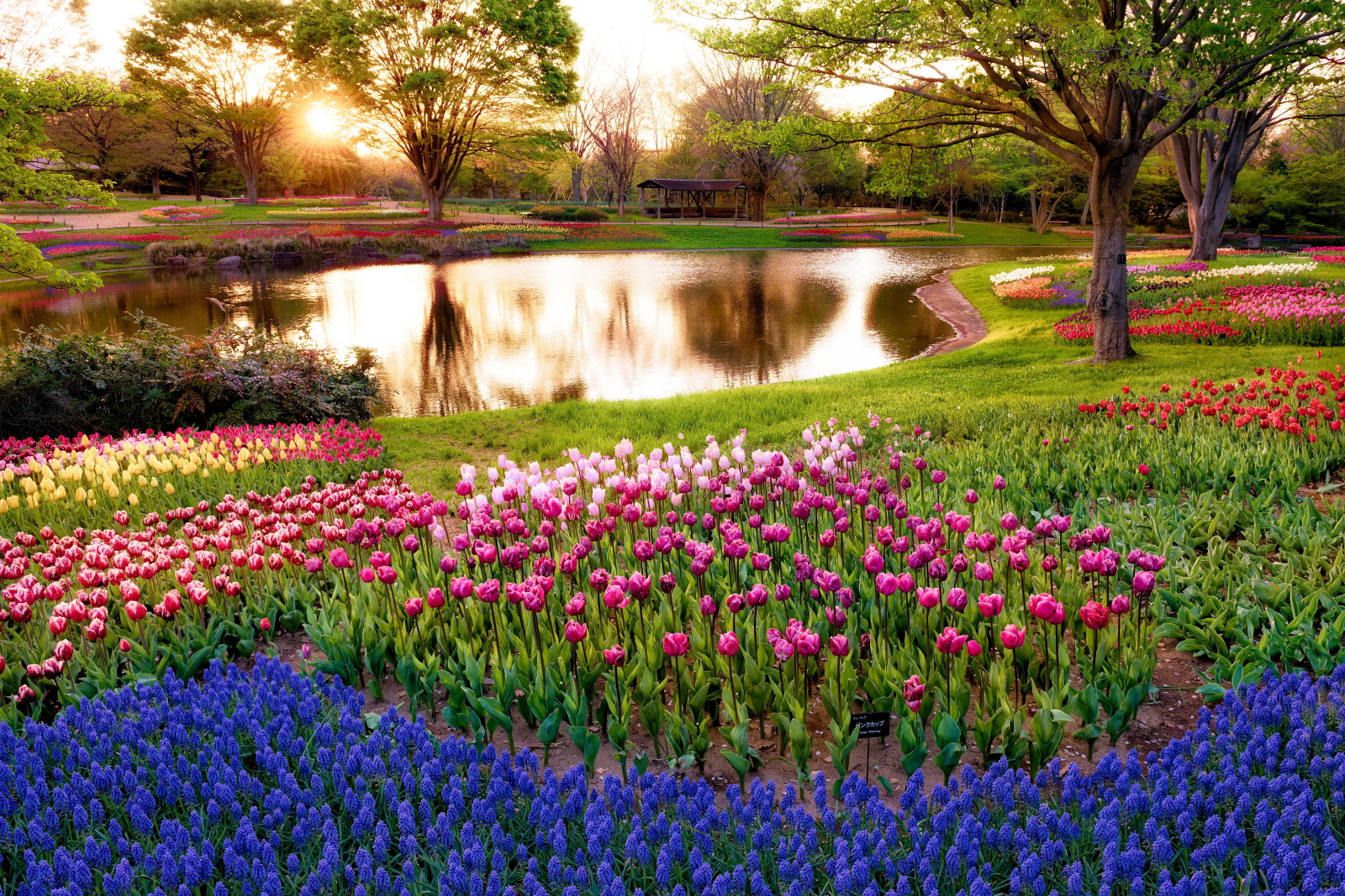 cỏ, công viên, cây, rau xanh, những bông hoa, Hoa tulip, ao, Đầy màu sắc