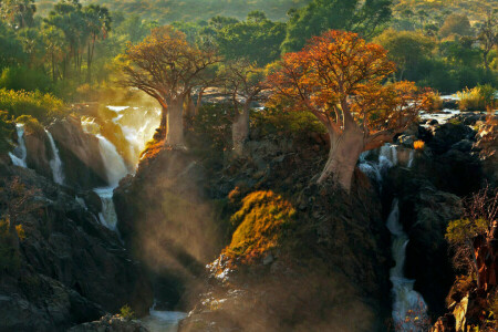 아프리카, 빛, 자연, 쿠 네네 강, 나무