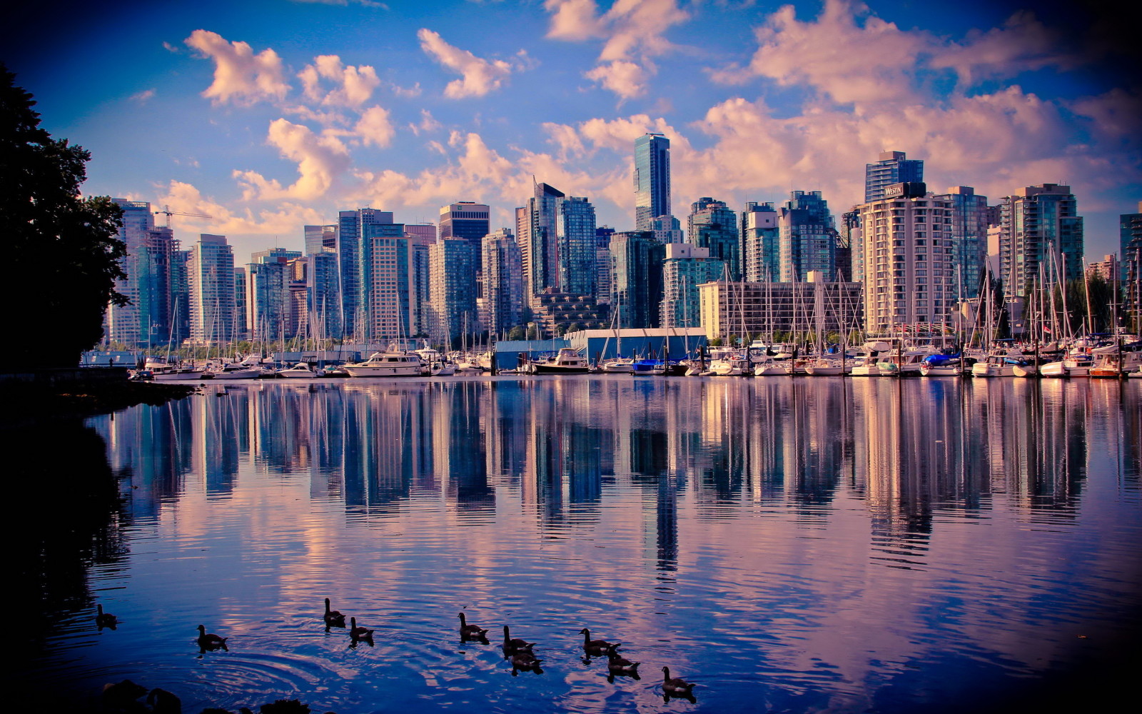 摩天大楼, 加拿大, 水, 鸭, 温哥华