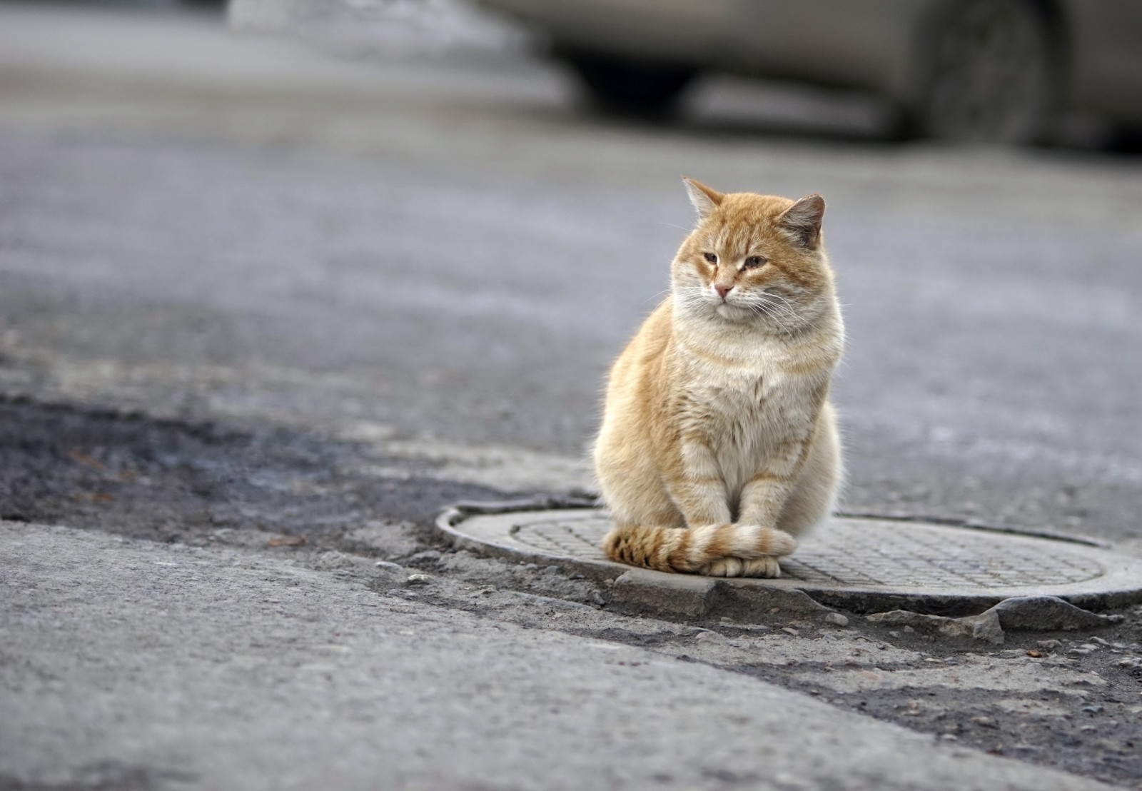 nhìn, con mèo, đường phố