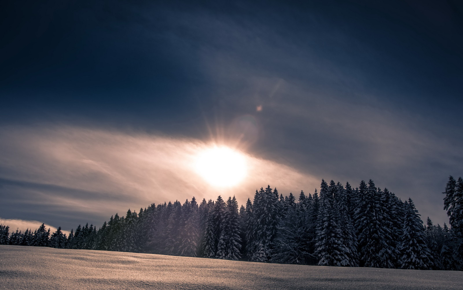 눈, 숲, 자연, 겨울