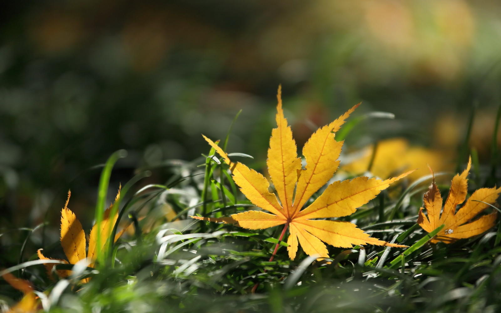 mùa thu, Thiên nhiên, tấm