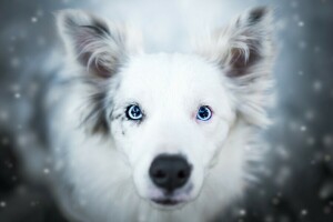 호주, 호주 목자, 배경, 아름다움, 파란 눈, 보케, 확대, 개