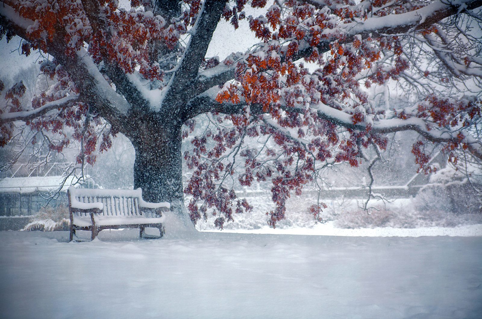街, 冬季, 降雪, 板凳