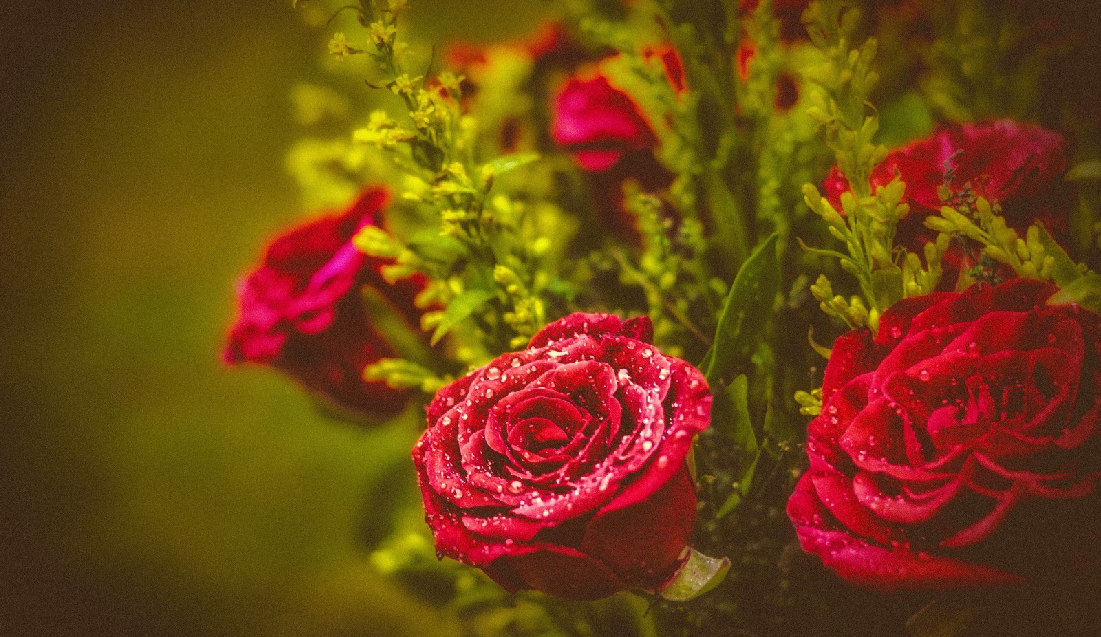 hoa hồng, bó hoa, giọt, chồi