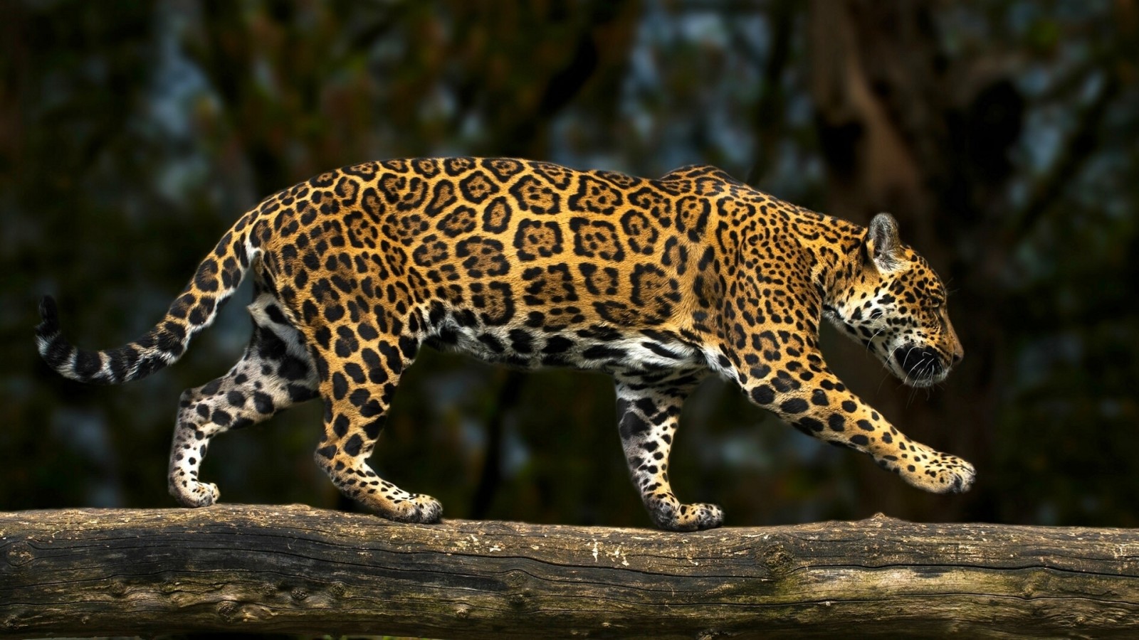 predator, catatan, kucing garong, Jaguar