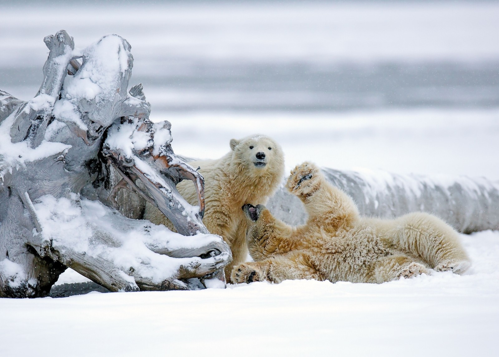 雪, 冬季, 熊, 北极熊, 障碍物, 阿拉斯加州