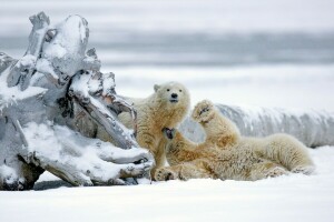 アラスカ, くま, ホッキョクグマ, ひっかかった, 雪, 冬
