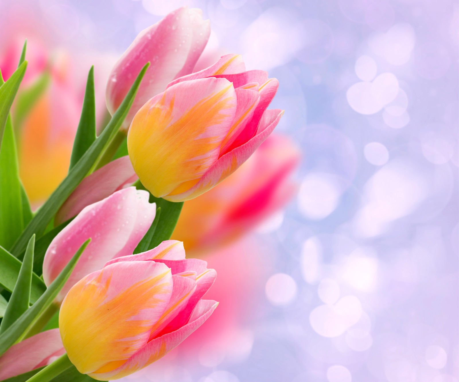 lườm, Bo mạch, lá, Hoa tulip, chồi, chụp gần