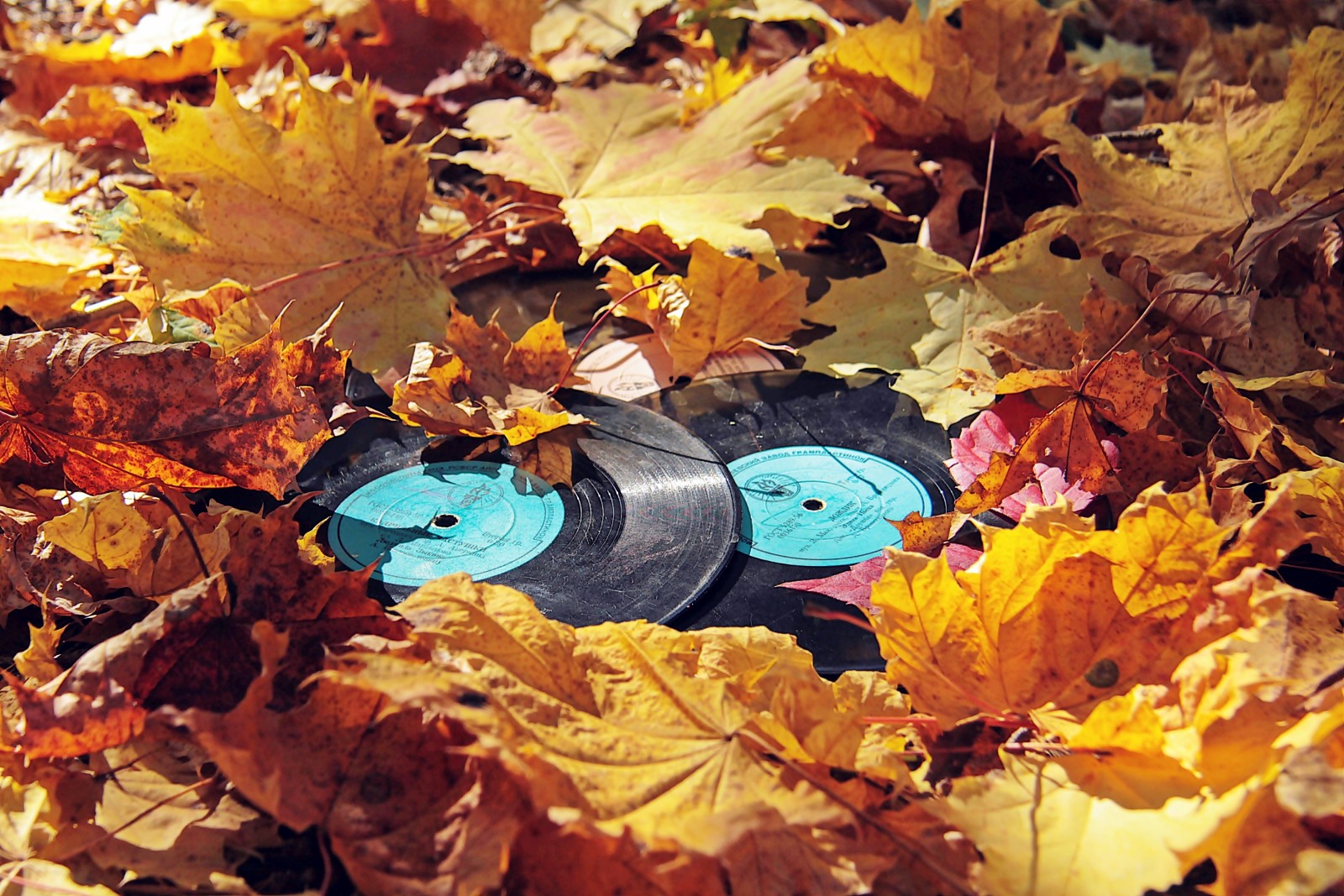 mùa thu, lá, nhựa vinyl, Hồ sơ