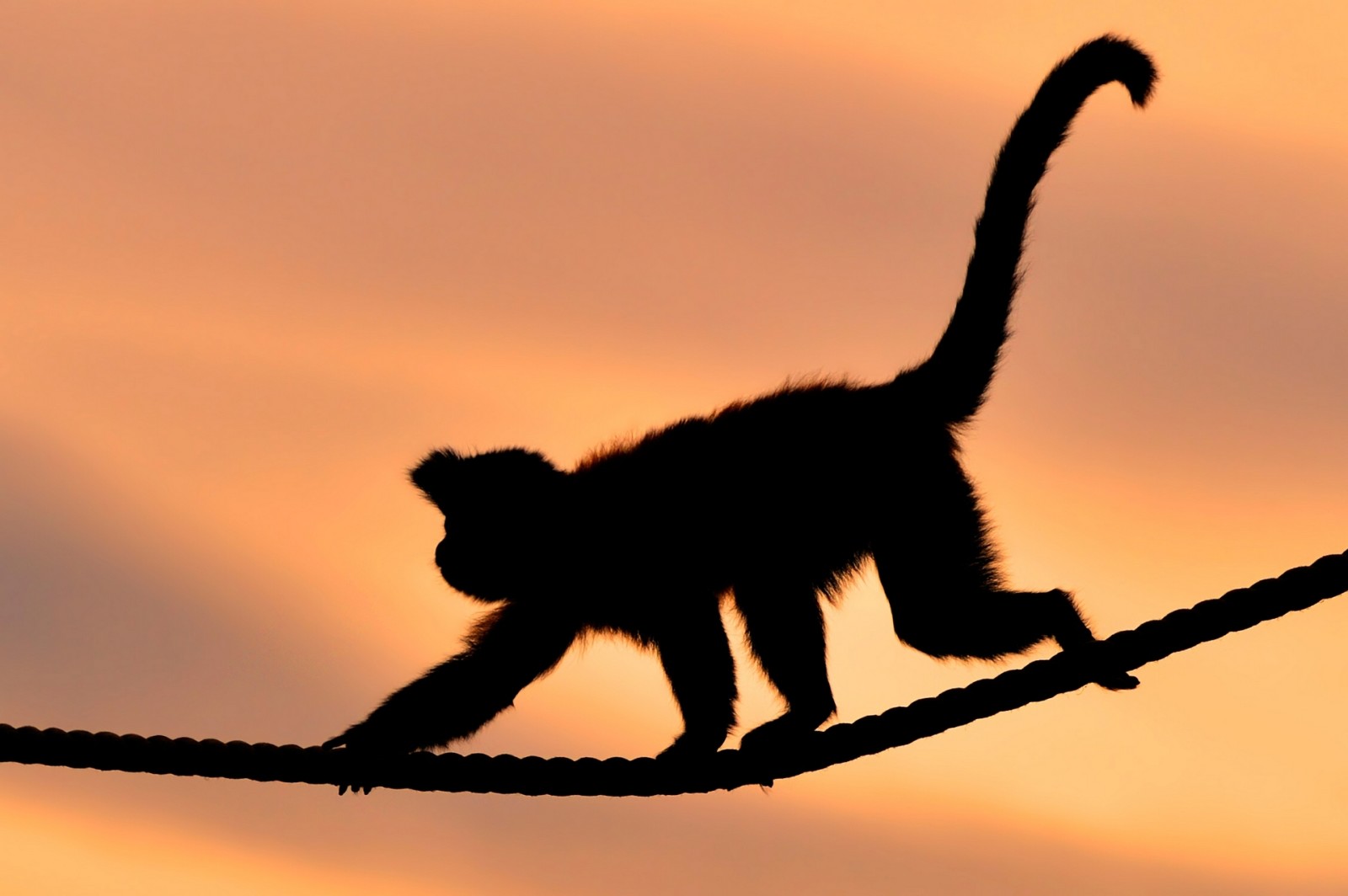 日落, 猴, 绳
