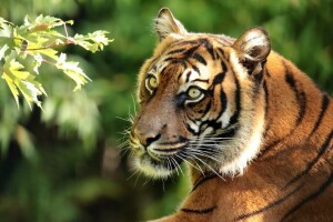 chi nhánh, khuôn mặt, Chân dung, động vật ăn thịt, Hổ Sumatra, con hổ