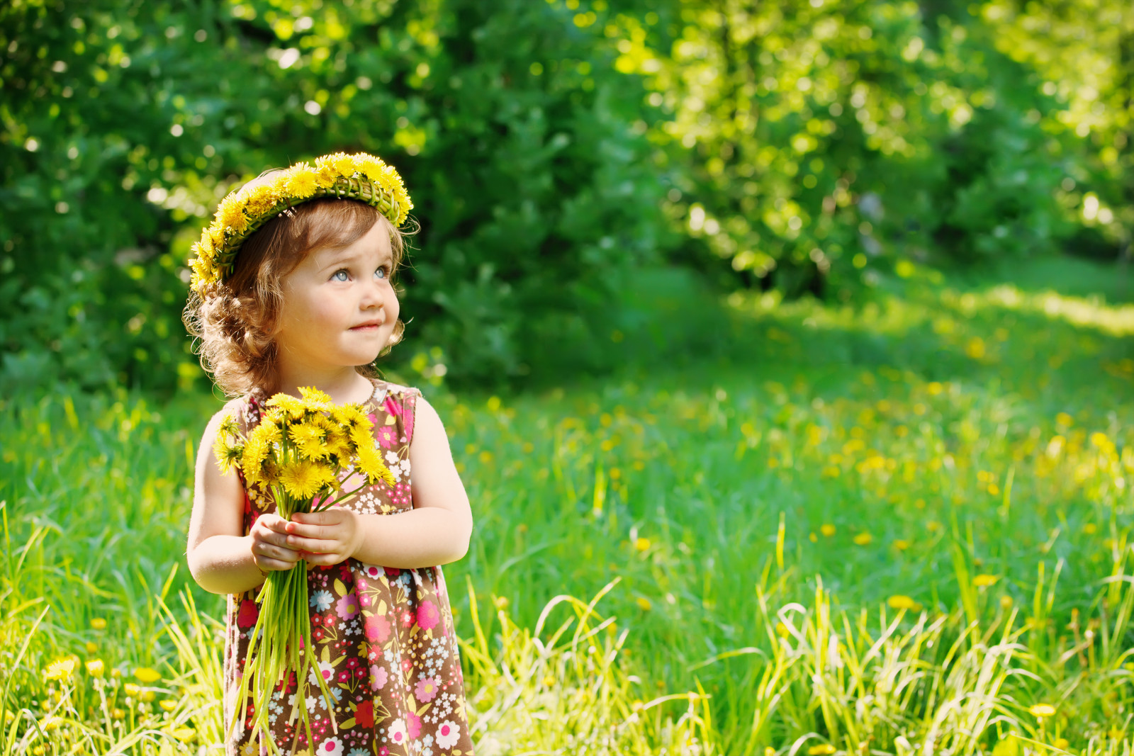 rumput, musim panas, DANDELIONS, bunga-bunga, anak, gadis kecil