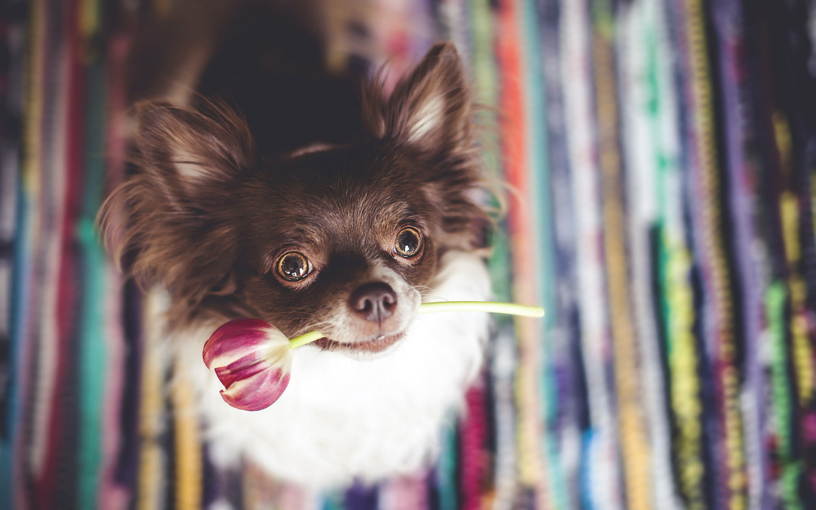 anjing, setiap, Bunga tulp