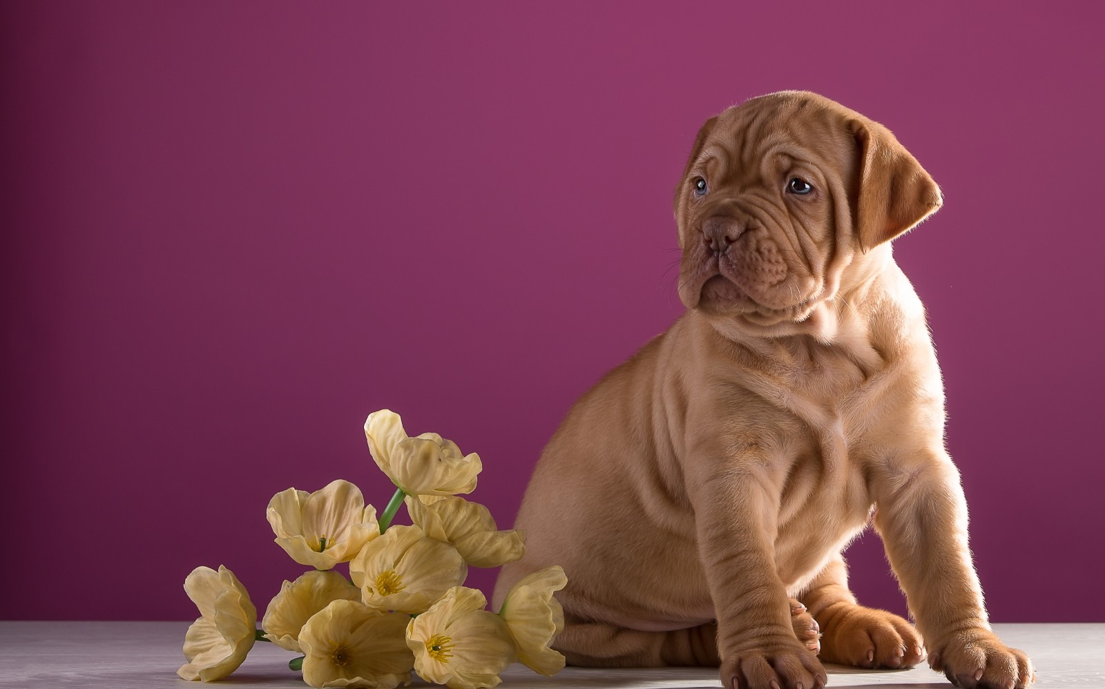 anak anjing, bunga-bunga, Dogue de Bordeaux