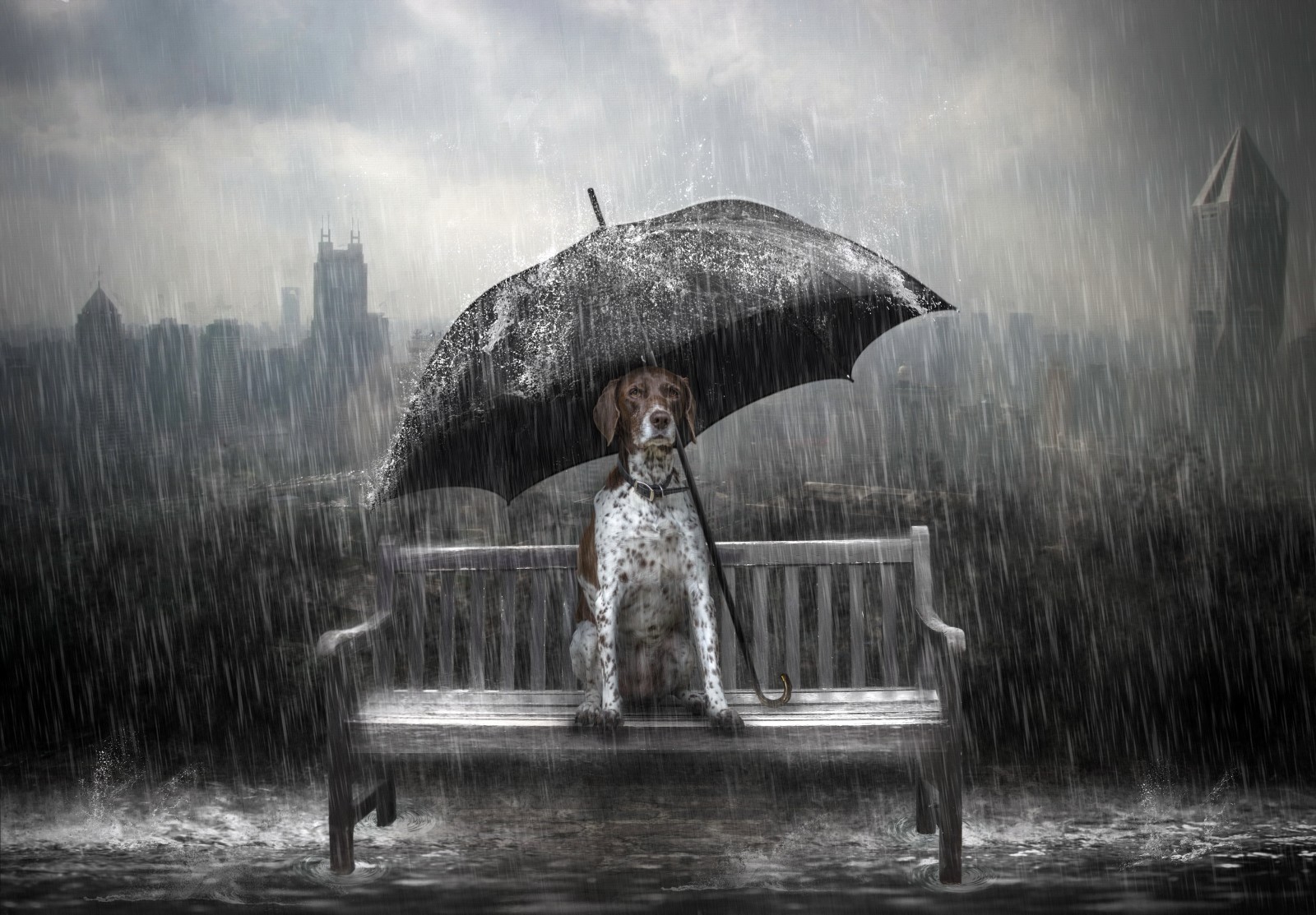 anjing, hujan, payung, bangku