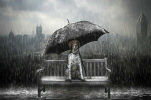 ベンチ, 犬, 雨, 傘