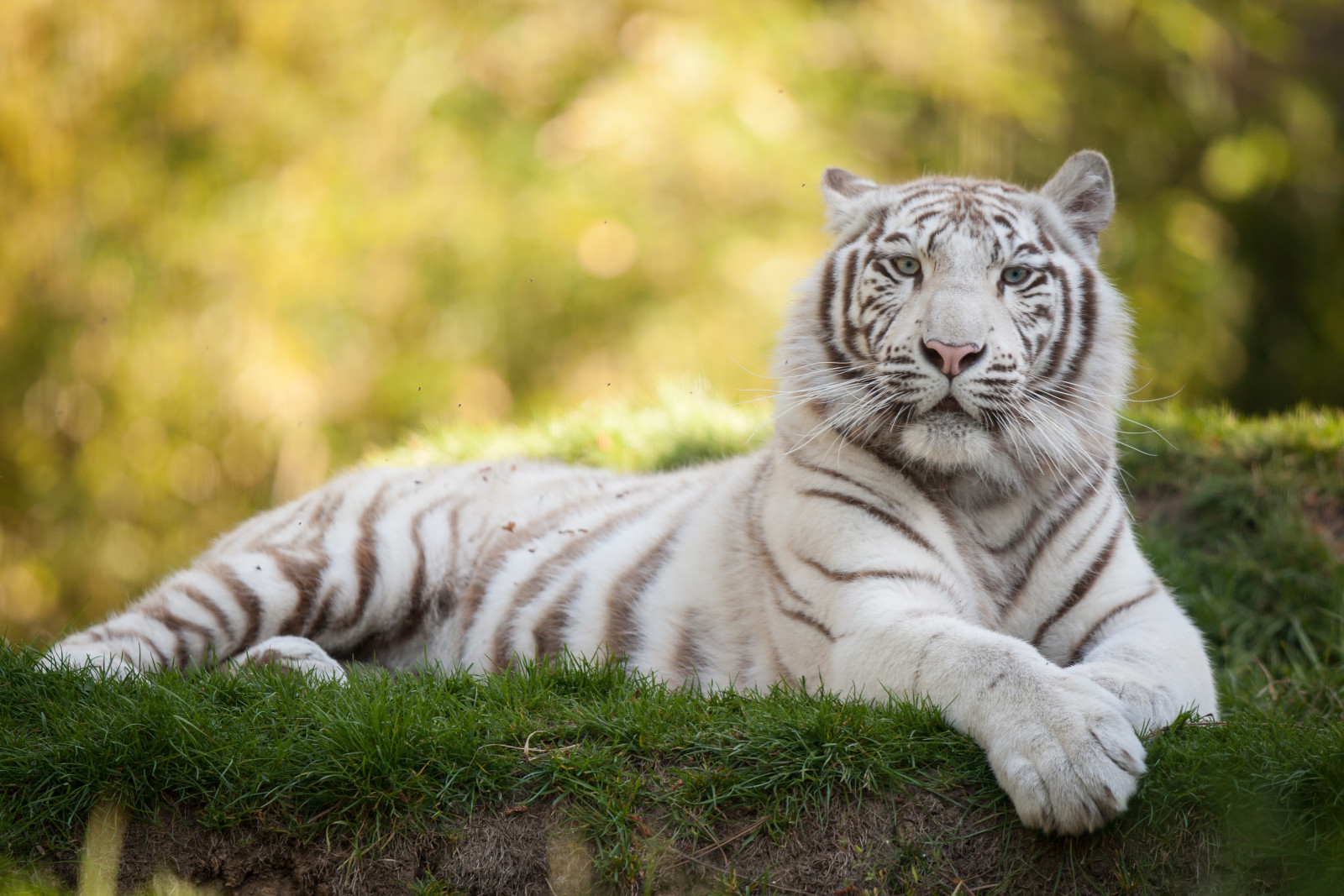 cỏ, con mèo, hổ trắng