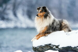 犬, 各, 見て, 雪, 冬
