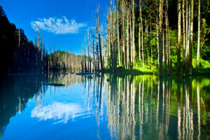 danau, gunung, refleksi, langit, pohon