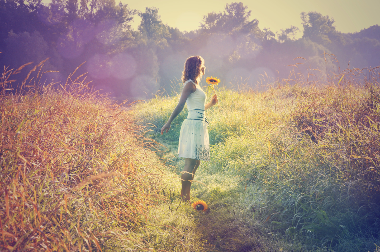 rumput, cahaya, gadis, bidang, bunga matahari