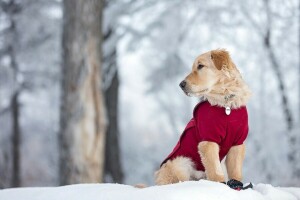 犬, ゴールデンレトリバー, 子犬, 雪, 冬