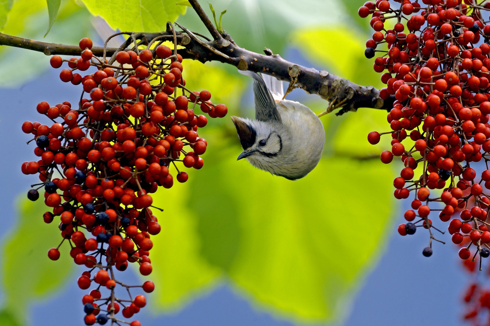 buah beri, cabang, burung, paruh