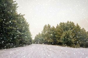 森林, 道路, 雪, 雪片, 木, 冬