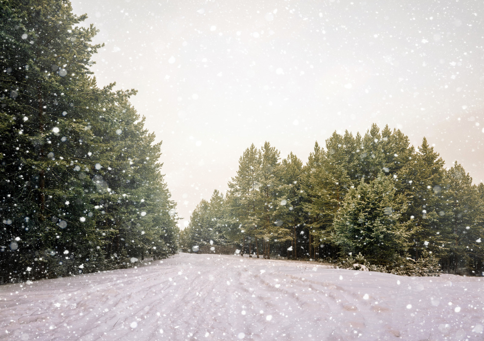 หิมะ, เกล็ดหิมะ, ป่า, ฤดูหนาว, ถนน, ต้นไม้