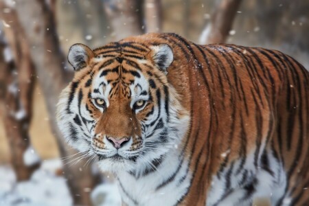 面, 見て, 雪, 虎, 野生の猫