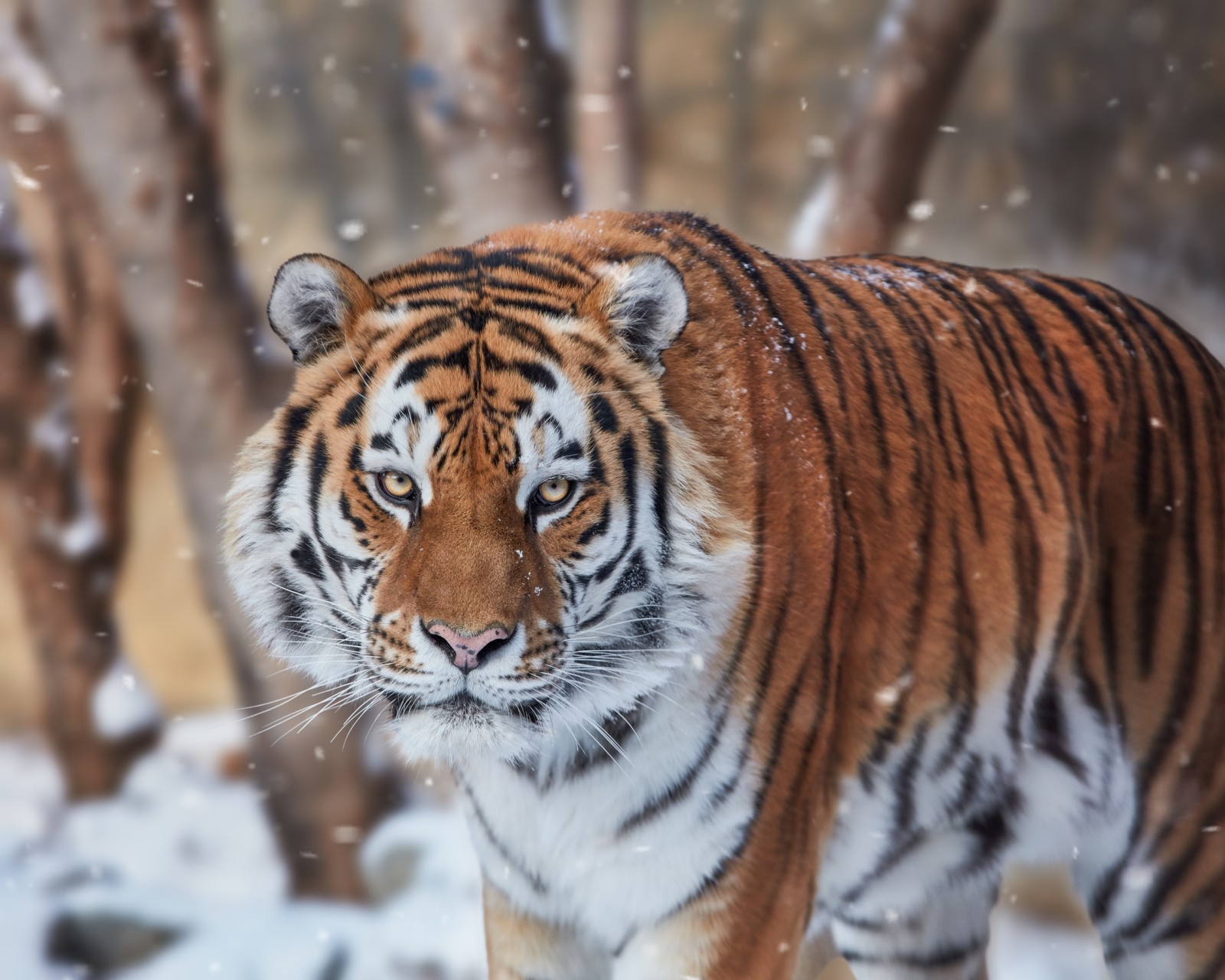 tuyết, nhìn, khuôn mặt, mèo hoang, con hổ