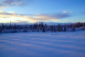 アラスカ, 雪, 木, 冬