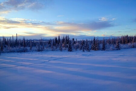 알래스카, 눈, 나무, 겨울