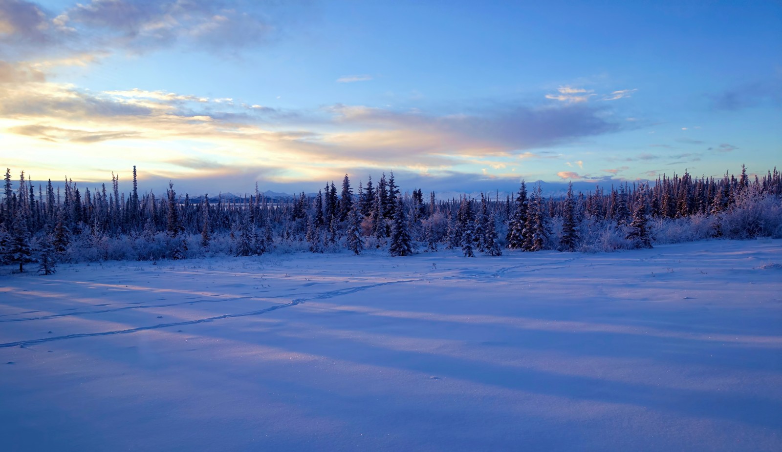 雪, 冬, 木, アラスカ