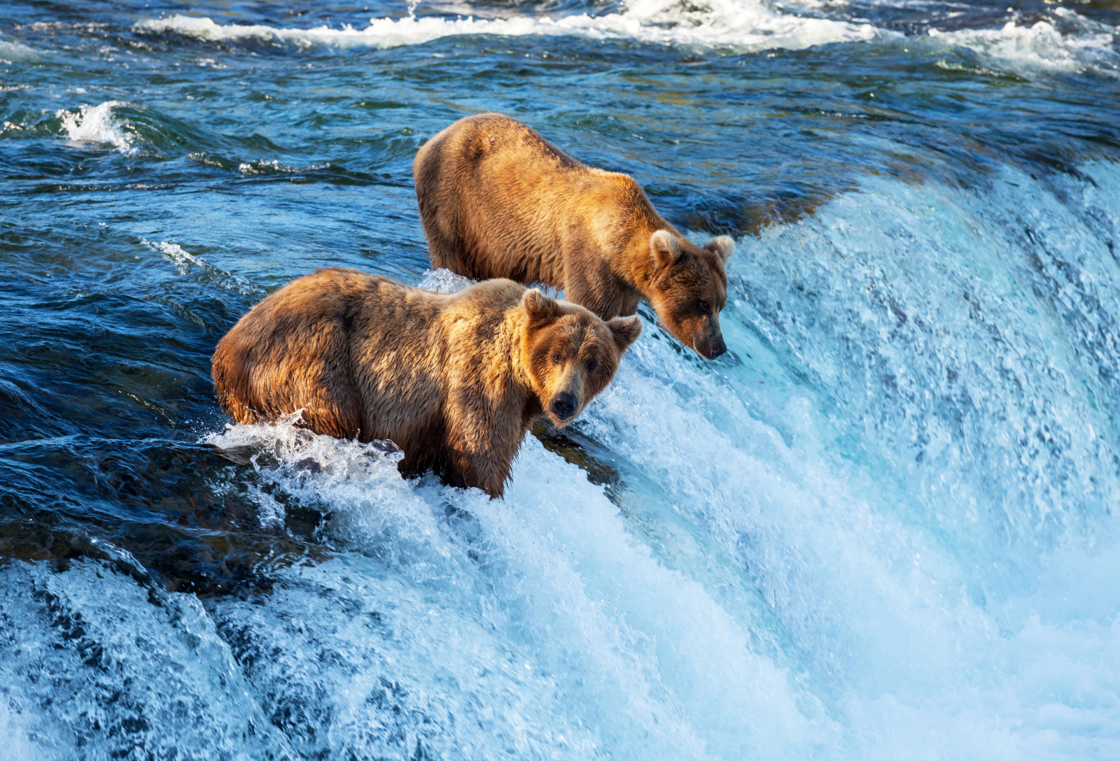 棕色, 河, 瀑布, 熊, 狩猎, 钓鱼, 鱼, 抓住
