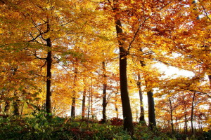 秋, 森林, 葉, 自然, 木