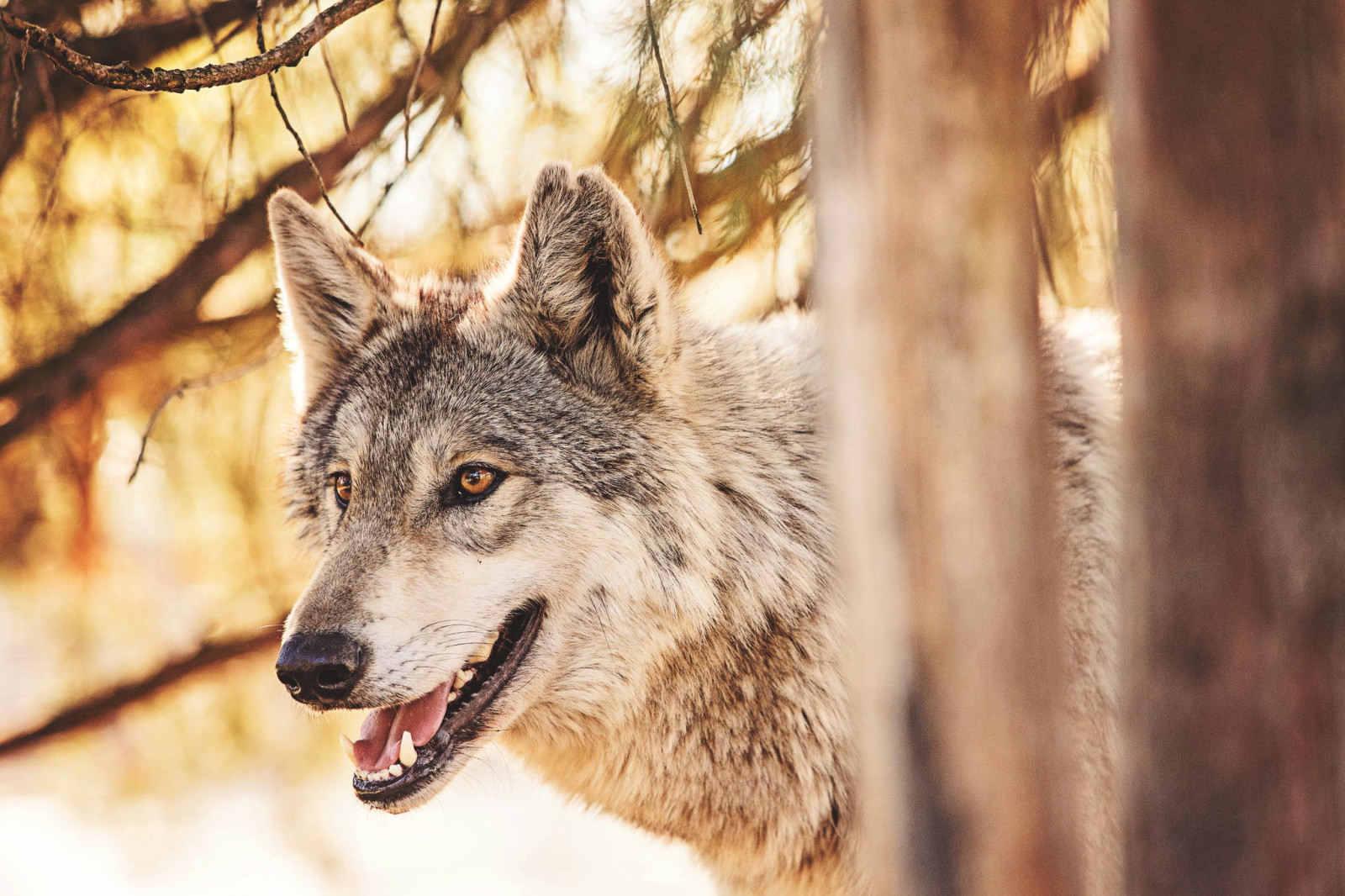 rừng, động vật, động vật ăn thịt, chó sói