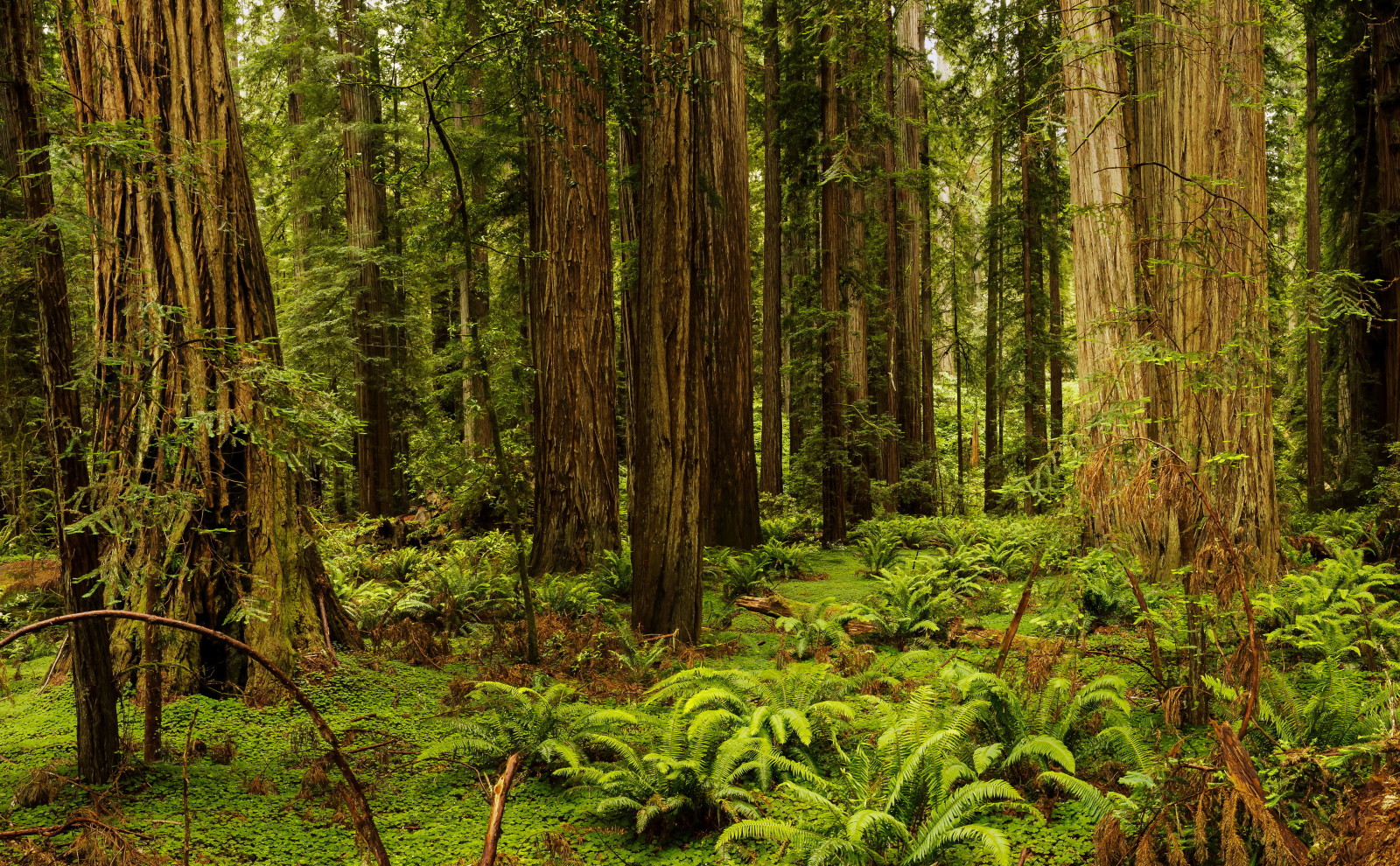 hutan, rumput, pohon, Amerika Serikat, CA, pakis