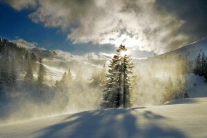 霧, 森林, 山, 雪, 太陽, 木, 冬